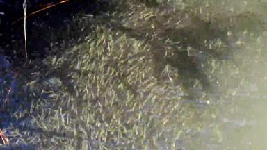 群小鱼大型沙子胡瓜鱼阿瑟琳娜boyeri阿瑟琳娜pontica黑色的海sasik利曼